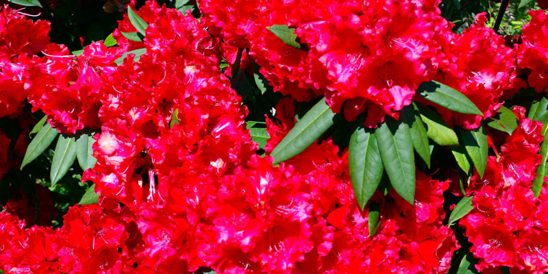 Rhododendrons at WPSLS