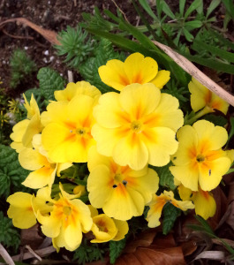 yellow_flower_small